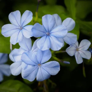 4 Plumbago auriculata Live Plants, 4-6 Inches Tall, Blue Flowering Shrub for Outdoor Garden - Image 6