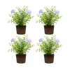 4 Plumbago auriculata Live Plants, 4-6 Inches Tall, Blue Flowering Shrub for Outdoor Garden - Image 1