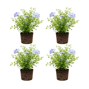 4 Plumbago auriculata Live Plants, 4-6 Inches Tall, Blue Flowering Shrub for Outdoor Garden - Image 1