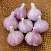 4 Purple Stripe Italian Garlic Bulbs for Planting & Gardening, Hardneck - Image 1