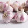 4 Red Russian Garlic Bulbs for Planting - Hardneck Garlic for Gardening - Image 1