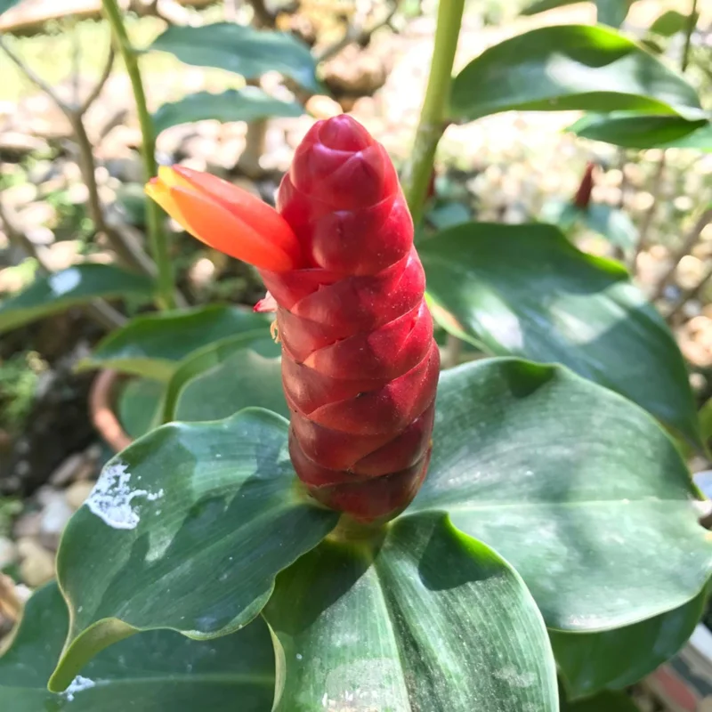 4 Shampoo Ginger Live Plants – Zingiber Zerumbet – Outdoor Landscape Tropical - Image 5