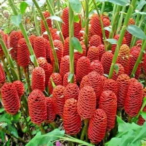 4 Shampoo Ginger Rhizomes - Zingiber Zerumbet Pine Cone Ginger Tropical - Image 2