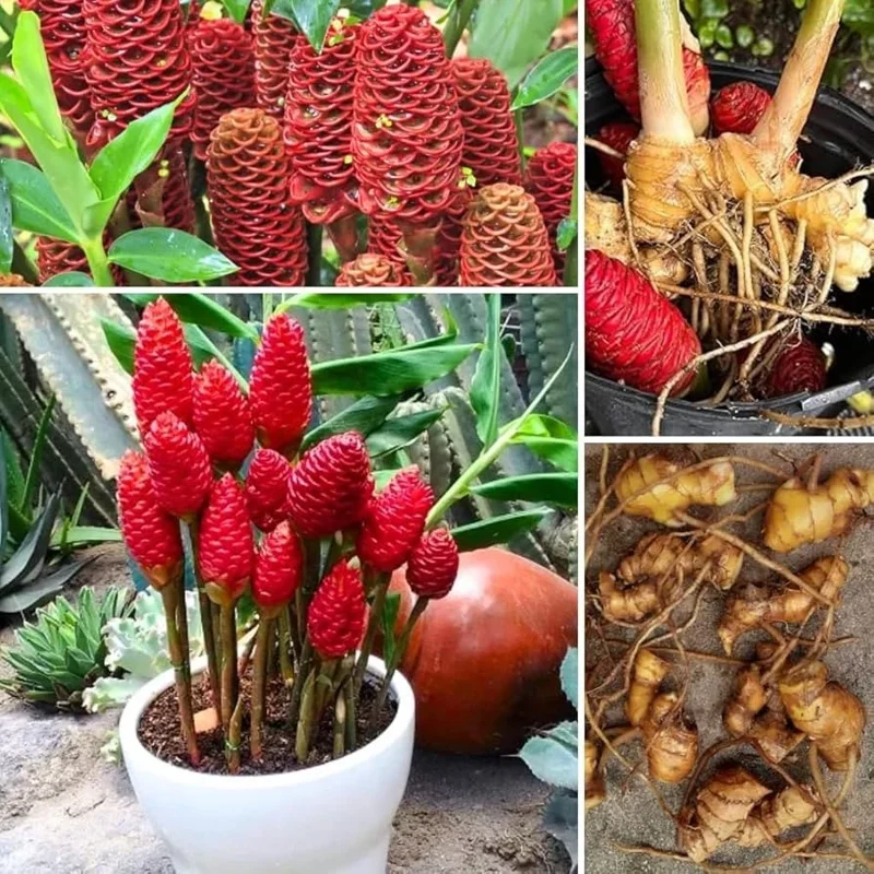 4 Shampoo Ginger Rhizomes - Zingiber Zerumbet Pine Cone Ginger Tropical - Image 3