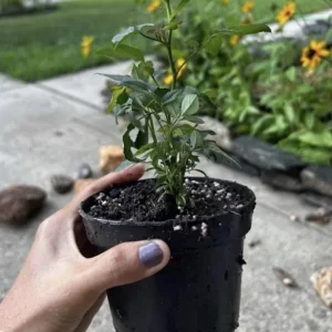 4 Small Mini Rose Bush Live Plants – Mixed Color Starter Roses – 3-7 Inch Tall - Image 2