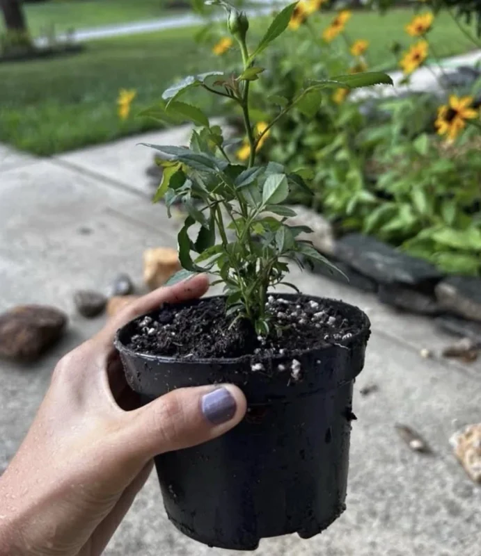 4 Small Mini Rose Bush Live Plants – Mixed Color Starter Roses – 3-7 Inch Tall - Image 2