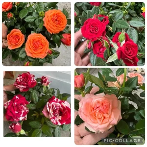 4 Small Mini Rose Bush Live Plants – Mixed Color Starter Roses – 3-7 Inch Tall - Image 1