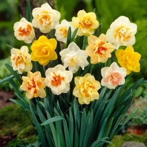 40 Double Daffodil Bulbs Mix for Planting - Perennial Flowers, USDA 3-9 - Image 3