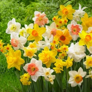 40 Double Daffodil Bulbs Mix for Planting - Perennial Flowers, USDA 3-9 - Image 5