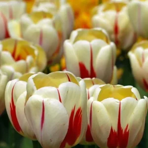 40 Rembrandt Tulip Mix Bulbs – Perennial Flowers for Outdoor Gardens - Image 4