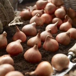 40 Rembrandt Tulip Mix Bulbs – Perennial Flowers for Outdoor Gardens - Image 7