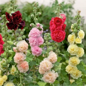 400 Mix Double Hollyhock Flower Seeds for Planting - Alcea Rosea - Image 2