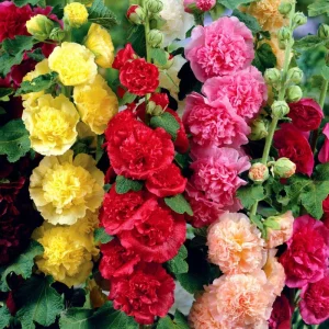 400 Mix Double Hollyhock Flower Seeds for Planting - Alcea Rosea - Image 3