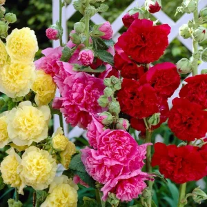 400 Mix Double Hollyhock Flower Seeds for Planting - Alcea Rosea - Image 4