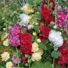 400 Mix Double Hollyhock Flower Seeds for Planting - Alcea Rosea - Image 1
