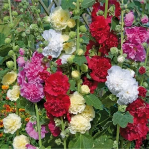 400 Mix Double Hollyhock Flower Seeds for Planting - Alcea Rosea - Image 1