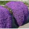 4000 Creeping Thyme Seeds - Thymus Serpyllum Ground Cover Seeds Perennial - Image 1