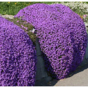 4000 Creeping Thyme Seeds - Thymus Serpyllum Ground Cover Seeds Perennial - Image 1