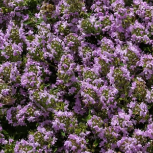 4000 Creeping Thyme Seeds - Thymus Serpyllum Ground Cover Seeds Perennial - Image 2
