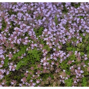 4000 Creeping Thyme Seeds - Thymus Serpyllum Ground Cover Seeds Perennial - Image 6