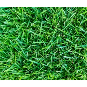 4000 Emerald Zoysia Grass Seeds for Lawn - Warm Season Turf Seed - Image 3