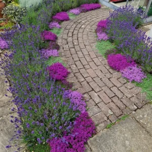 4000 French Creeping Thyme Seeds - Ground Cover & Herb Seeds for Gardens - Image 2