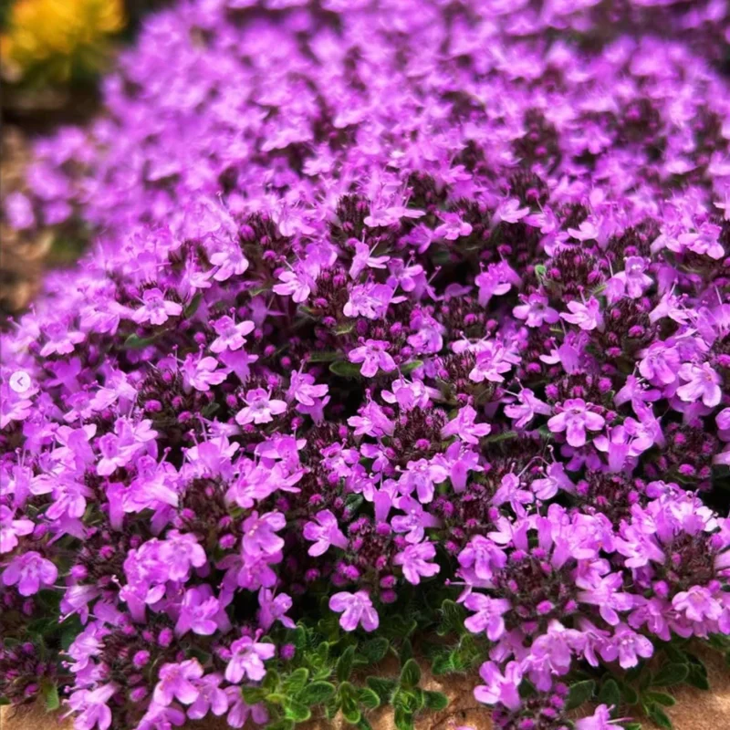 4000 French Creeping Thyme Seeds - Ground Cover & Herb Seeds for Gardens - Image 4
