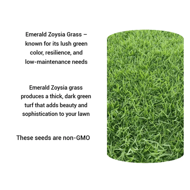 40,000 Zoysia Emerald Grass Seeds – Warm Season Lawn Grass – Full Sun - Image 2