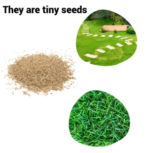 40,000 Zoysia Emerald Grass Seeds – Warm Season Lawn Grass – Full Sun - Image 3