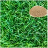 40,000 Zoysia Emerald Grass Seeds – Warm Season Lawn Grass – Full Sun - Image 1