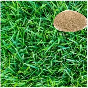 40,000 Zoysia Emerald Grass Seeds – Warm Season Lawn Grass – Full Sun - Image 1