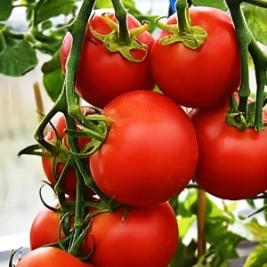 42-Day Tomato Seeds - World's Fastest Ripening Heirloom - 25+ Premium Seeds - Image 1