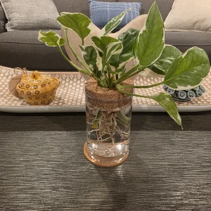 4in Desktop Hydroponic Propagation Vase - Clear Plastic Planter with Cork Lid & Coaster - Image 2