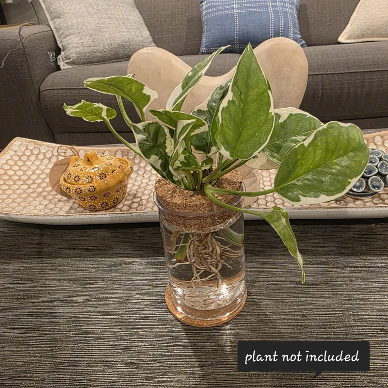 4in Desktop Hydroponic Propagation Vase - Clear Plastic Planter with Cork Lid & Coaster - Image 5