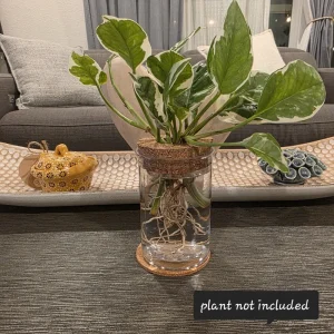 4in Desktop Hydroponic Propagation Vase - Clear Plastic Planter with Cork Lid & Coaster - Image 6