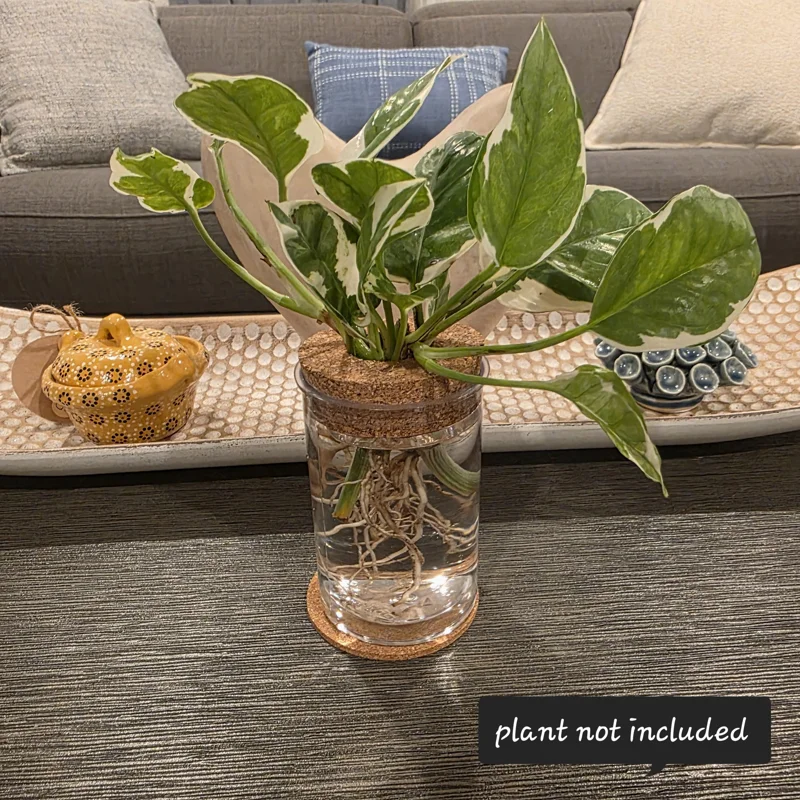 4in Desktop Hydroponic Propagation Vase - Clear Plastic Planter with Cork Lid & Coaster - Image 1