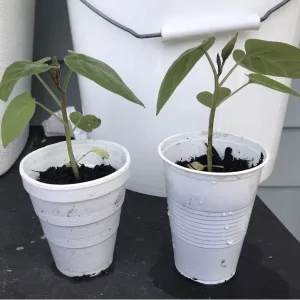 5”- 8” Tamarillo Tomato Tree Plant-Tree Tomato Fruit Plant-Solanum Betaceum-Cyphomandra Betacea - Image 3