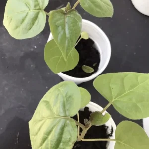 5”- 8” Tamarillo Tomato Tree Plant-Tree Tomato Fruit Plant-Solanum Betaceum-Cyphomandra Betacea - Image 4