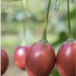5”- 8” Tamarillo Tomato Tree Plant-Tree Tomato Fruit Plant-Solanum Betaceum-Cyphomandra Betacea - Image 5