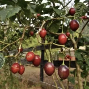 5”- 8” Tamarillo Tomato Tree Plant-Tree Tomato Fruit Plant-Solanum Betaceum-Cyphomandra Betacea - Image 6