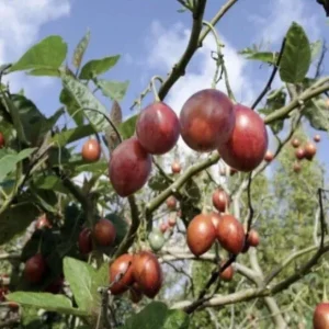 5”- 8” Tamarillo Tomato Tree Plant-Tree Tomato Fruit Plant-Solanum Betaceum-Cyphomandra Betacea - Image 7