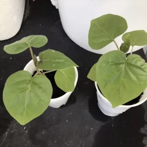 5”- 8” Tamarillo Tomato Tree Plant-Tree Tomato Fruit Plant-Solanum Betaceum-Cyphomandra Betacea - Image 8