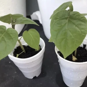 5”- 8” Tamarillo Tomato Tree Plant-Tree Tomato Fruit Plant-Solanum Betaceum-Cyphomandra Betacea - Image 9