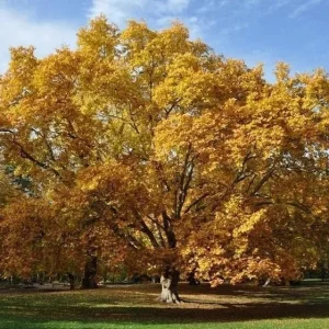 5 American Sycamore Tree Bare Roots - 1-2ft Tall Native Seedlings for Planting - Image 2