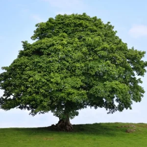 5 American Sycamore Tree Bare Roots - 1-2ft Tall Native Seedlings for Planting - Image 4