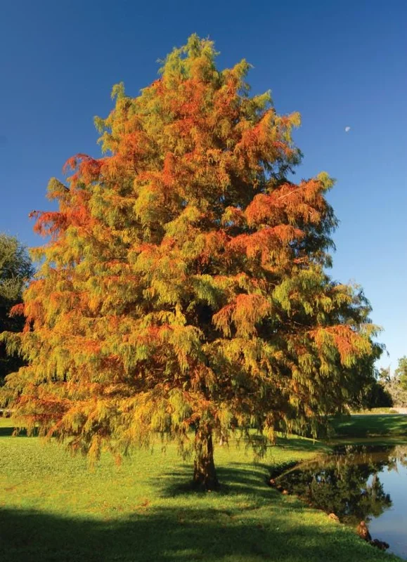 5 Bald Cypress Tree Seedlings - 1-2ft Tall Bare Root Live Plant, Outdoor - Image 2