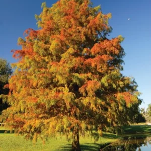 5 Bald Cypress Tree Seedlings - 1-2ft Tall Bare Root Live Plants - Image 2