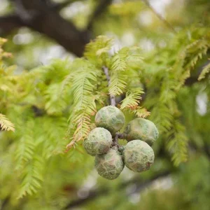 5 Bald Cypress Tree Seedlings - 1-2ft Tall Bare Root Live Plants - Image 3