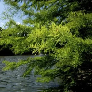 5 Bald Cypress Tree Seedlings - 1-2ft Tall Bare Root Live Plant, Outdoor - Image 4