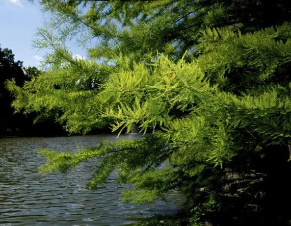 5 Bald Cypress Tree Seedlings - 1-2ft Tall Bare Root Live Plant, Outdoor - Image 4